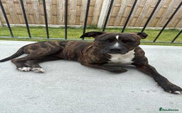 Mixed Breed dogs for sale: Staff x puppies - Image 1