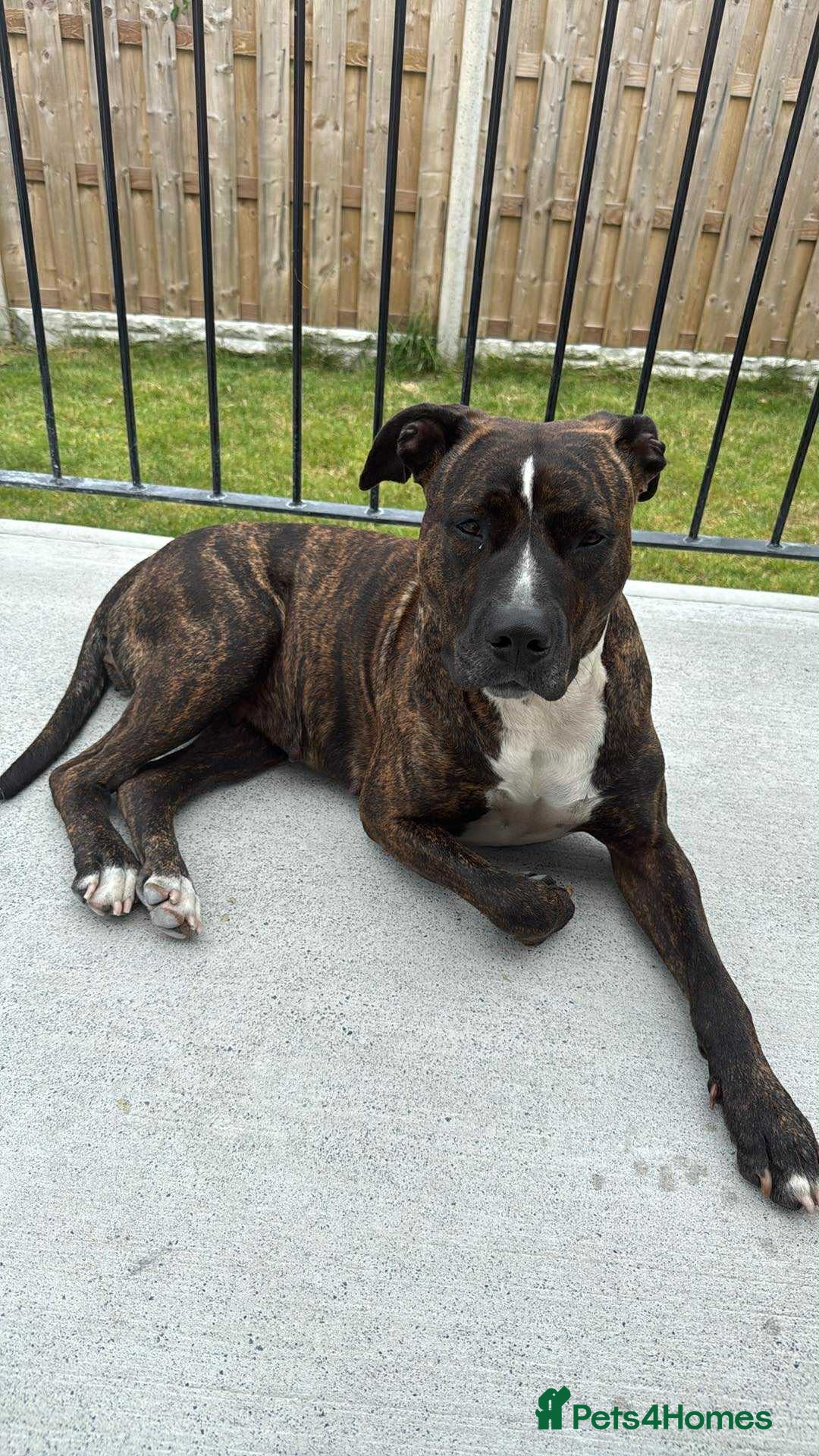 Mixed Breed dogs for sale: Staff x puppies - Image 1