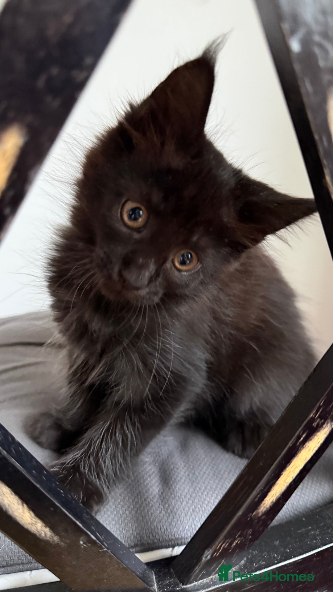 Maine Coon cats for sale: XXL CHAMPION RUSSIAN LINE.MAINE COON KITTENS - Advert 23