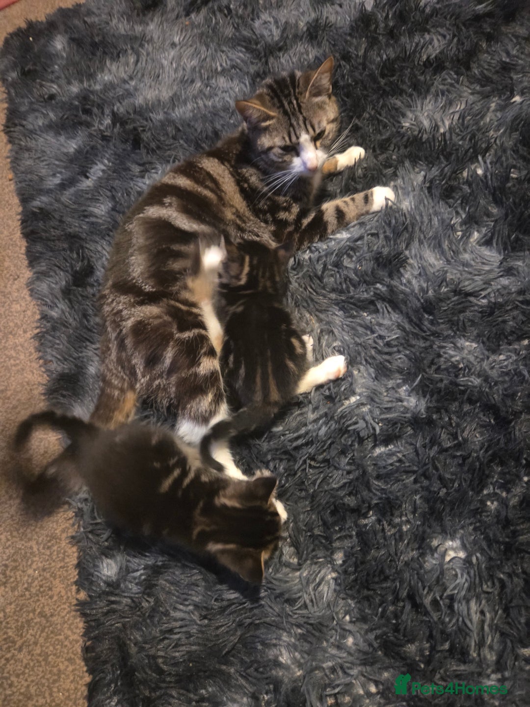 Mixed Breed cats for sale: 5 beautiful kittens - Advert 9