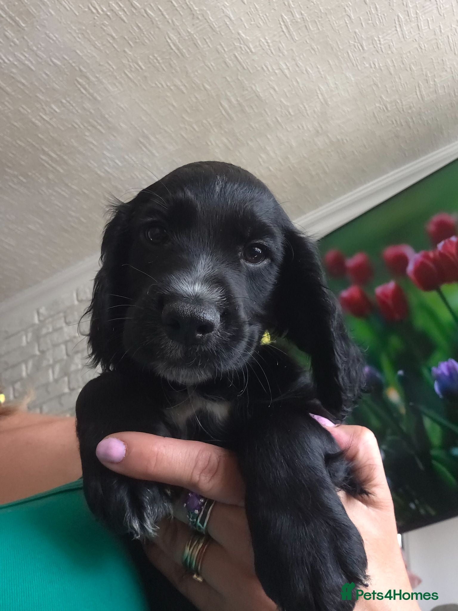 Sprocker dogs The last boy is available, ready for a new home 🥰 - Advert 2