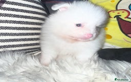 Pomeranian dogs for sale: ✨🐶SPECIAL SMALL SKY🩵BLUE 👀 POMS🐶✨ - Image 25