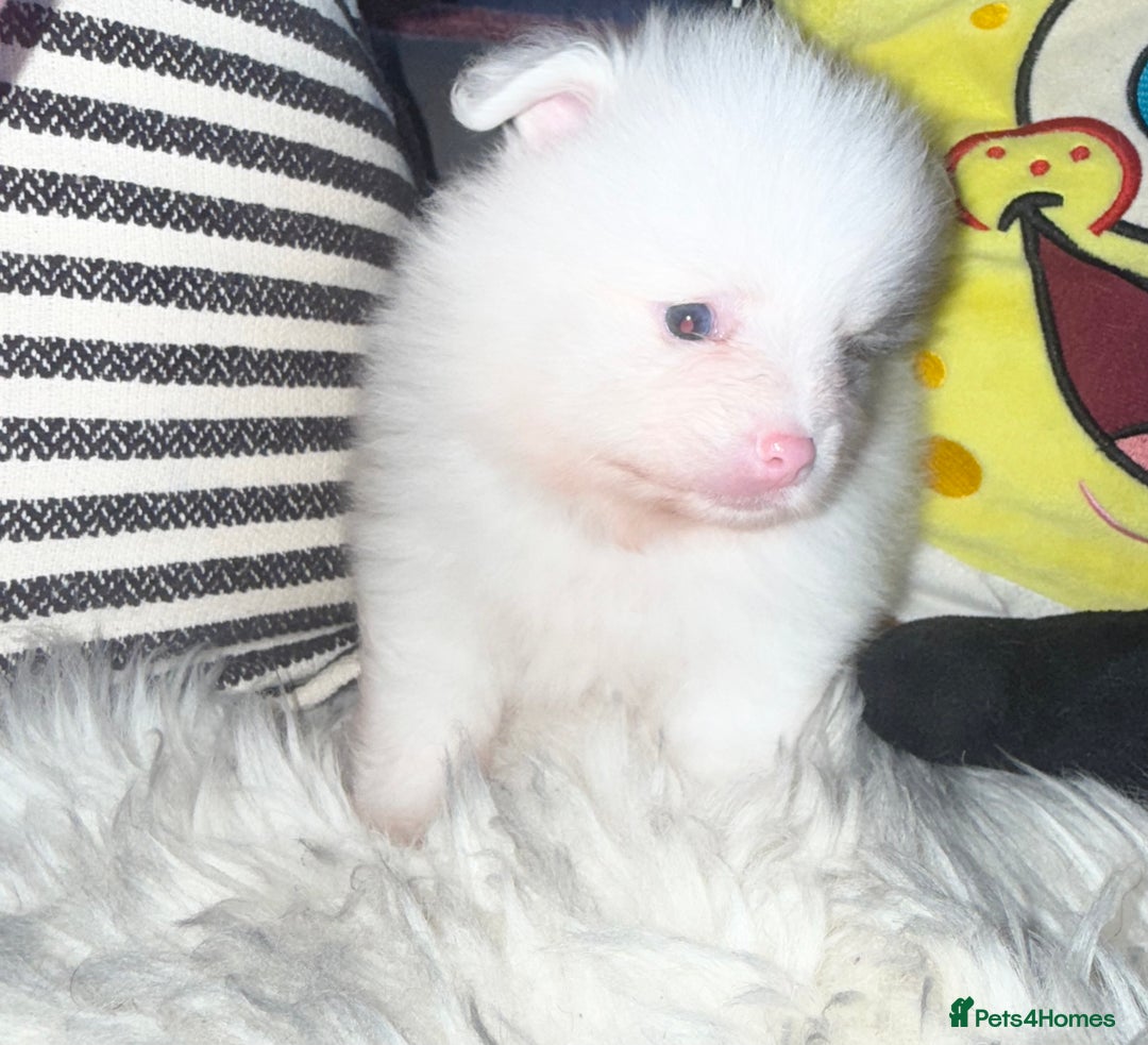 Pomeranian dogs for sale: ✨🐶SPECIAL SMALL SKY🩵BLUE 👀 POMS🐶✨ - Image 25