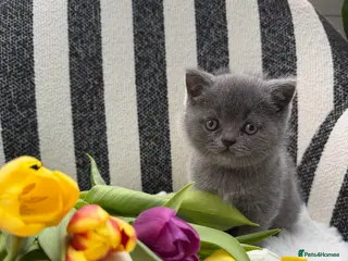 British Shorthair cats British Shorthair 💝 - Advert 12