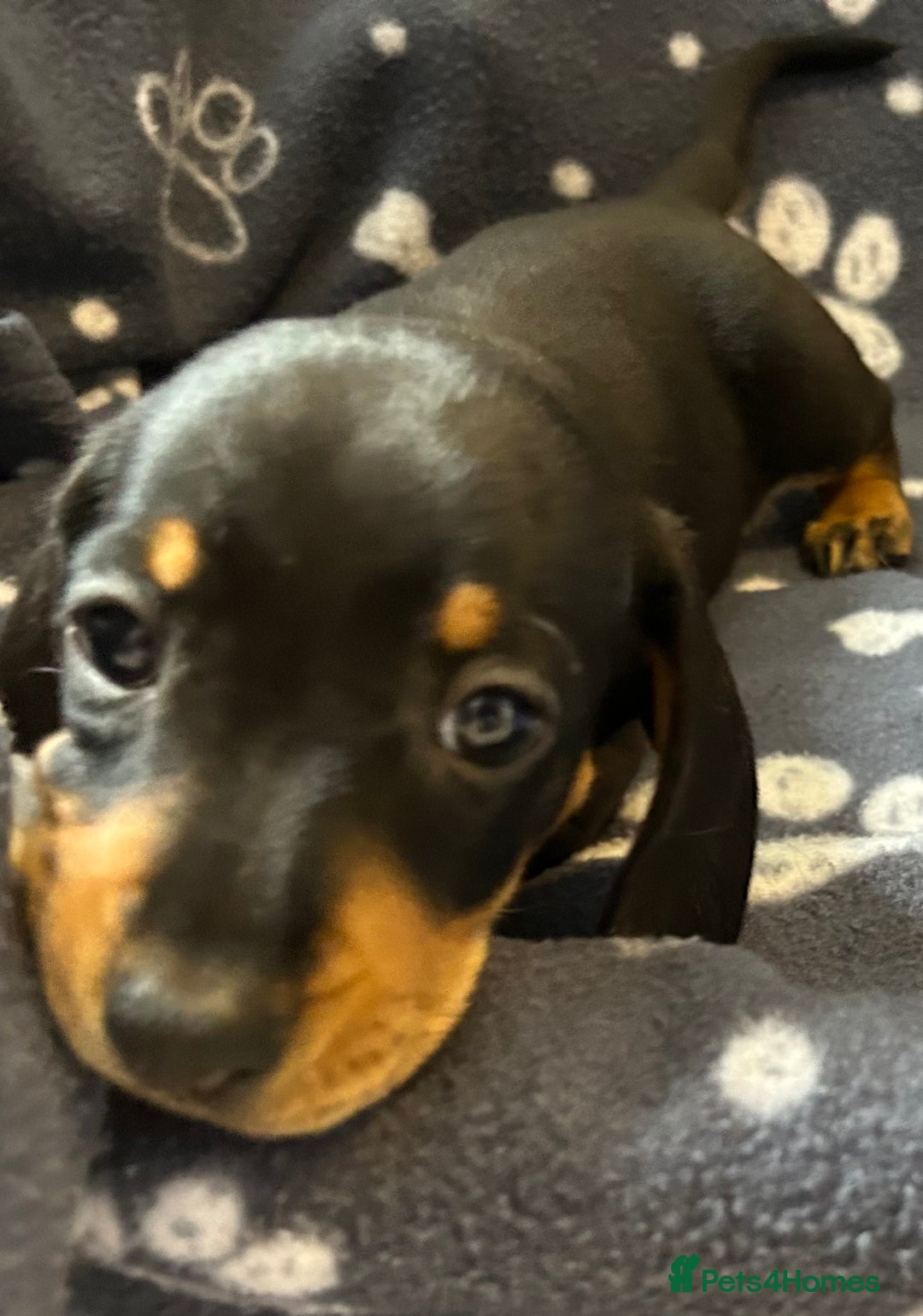 Miniature Dachshund dogs for sale: Stunning Miniature Dachshund Pups - Image 22