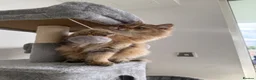 British Longhair cats for sale: British Longhair kittens for sale - Advert 3