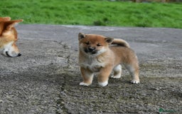 Japanese Shiba Inu dogs for sale: Health tested Japanese Shiba Inu Puppies - Image 31