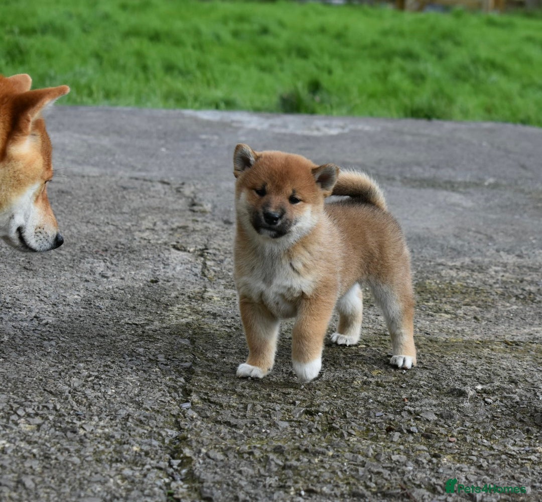 Japanese Shiba Inu dogs for sale: Health tested Japanese Shiba Inu Puppies - Image 31