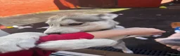 Siberian Husky dogs for sale: Siberian Husky for rehoming in Ashton-under-Lyne - Advert 3