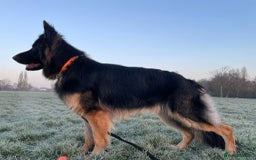 German Shepherd dogs for sale: Kennel Club Straight back GSD - Image 13