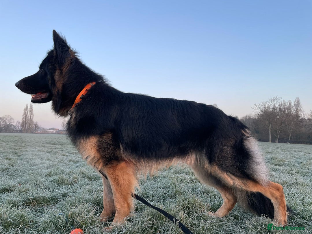 German Shepherd dogs for sale: Kennel Club Straight back GSD - Image 13