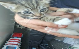Mixed Breed cats for sale: Kittens for sale  - Image 8