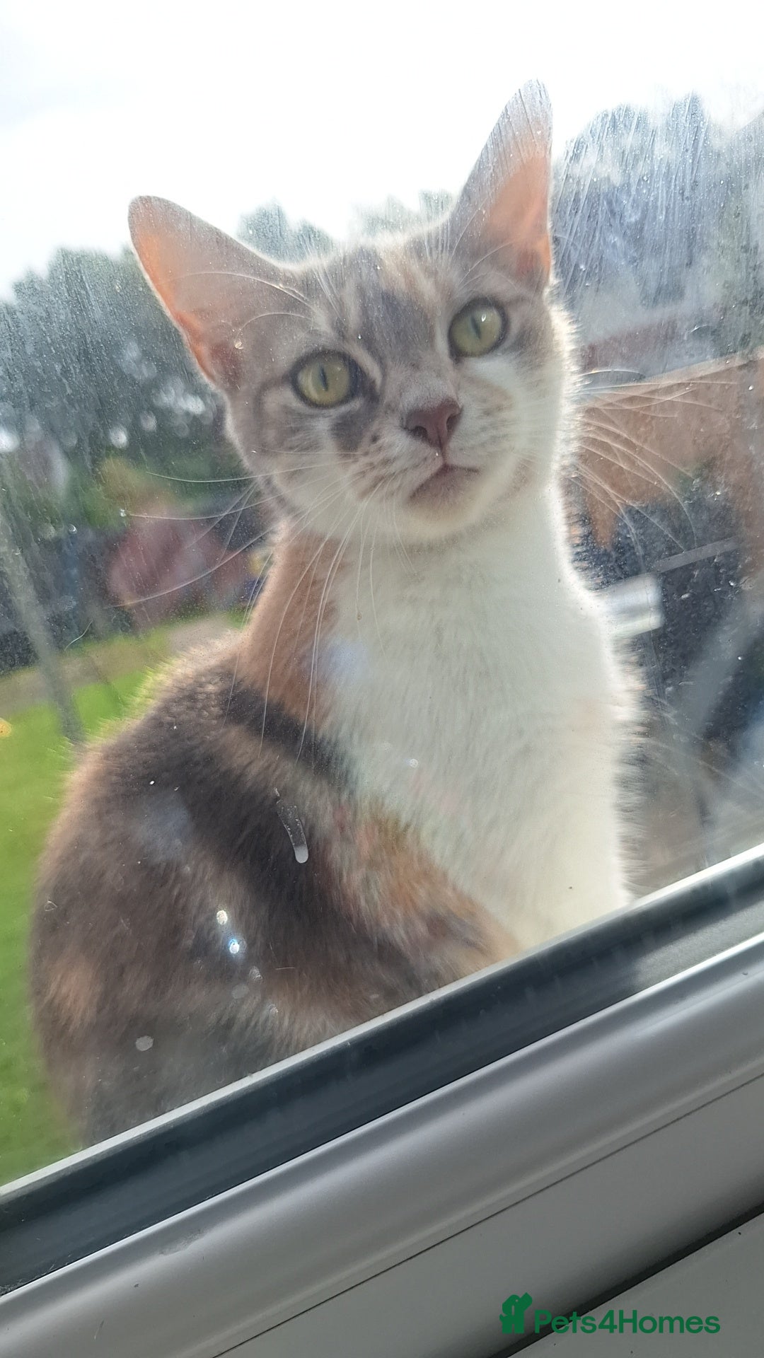 Bengal cats Beautiful kittens for sale - Advert 2
