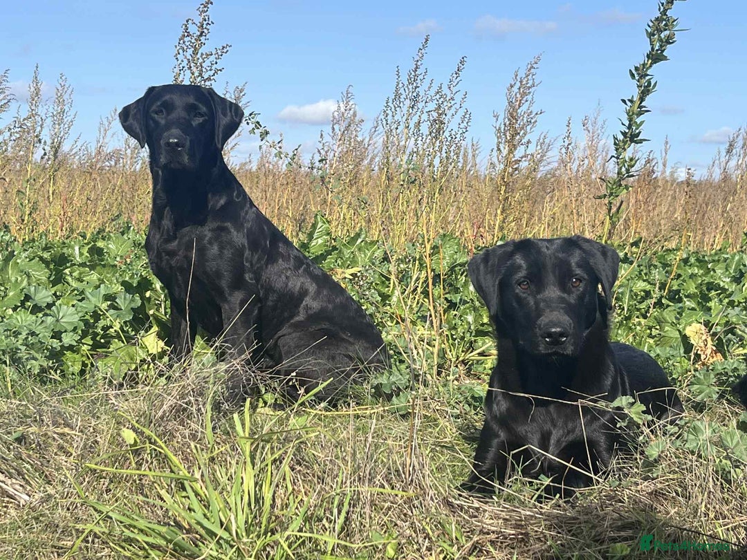 Labrador Retriever dogs for sale: KC Registered Black Labrador puppies   - Image 12