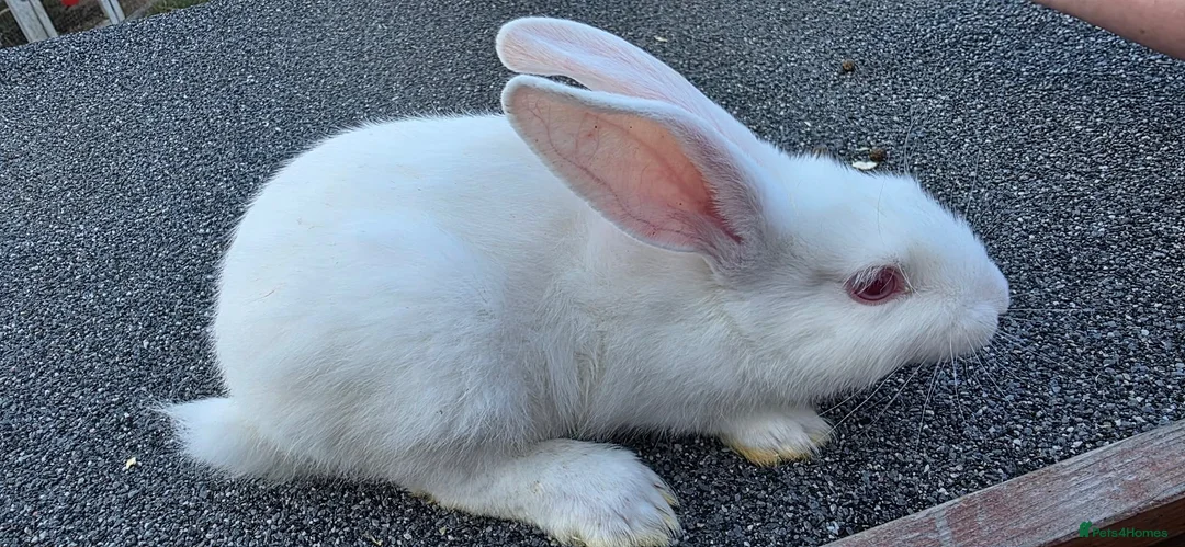Continental Giant rabbits for sale: Giant continental babies  - Advert 2