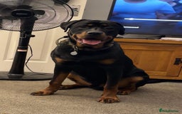 Rottweiler dogs for sale: Looking for a Loving New Home for My Best Friend - Image 5