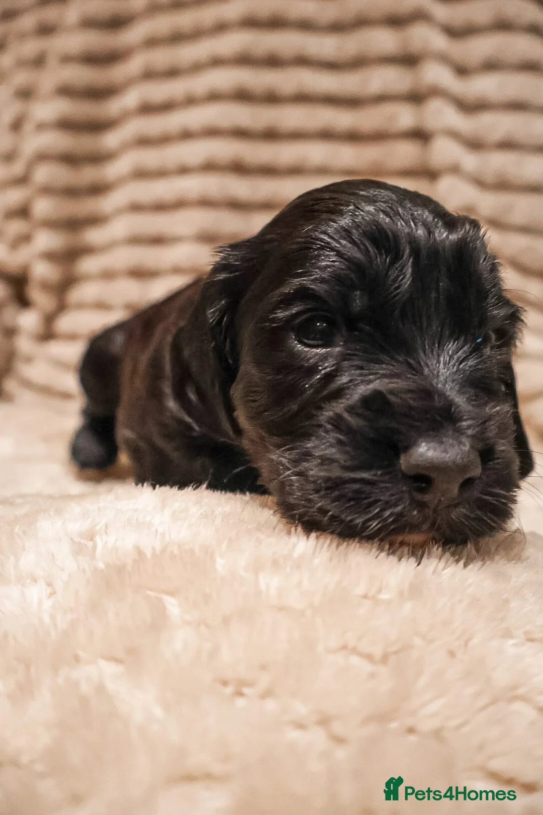 Cocker Spaniel dogs for sale: Cocker Spaniel Puppies - Advert 32