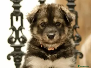 Northern Inuit dogs Health tested parents - Advert 1