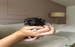Chihuahua dogs for sale: ❤️stunning chihuahua pups❤️ - Image 4