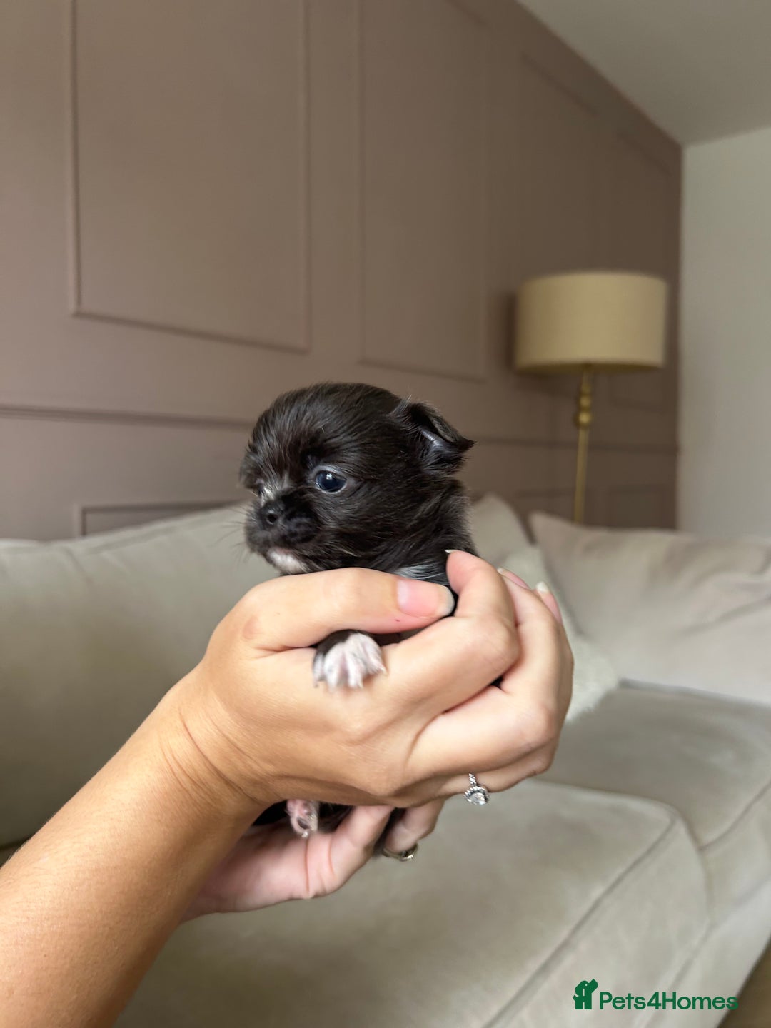 Chihuahua dogs for sale: ❤️stunning chihuahua pups❤️ - Image 4