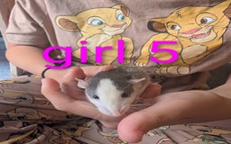 Rat rodents for sale: Adorable dumbo babies  - Image 14