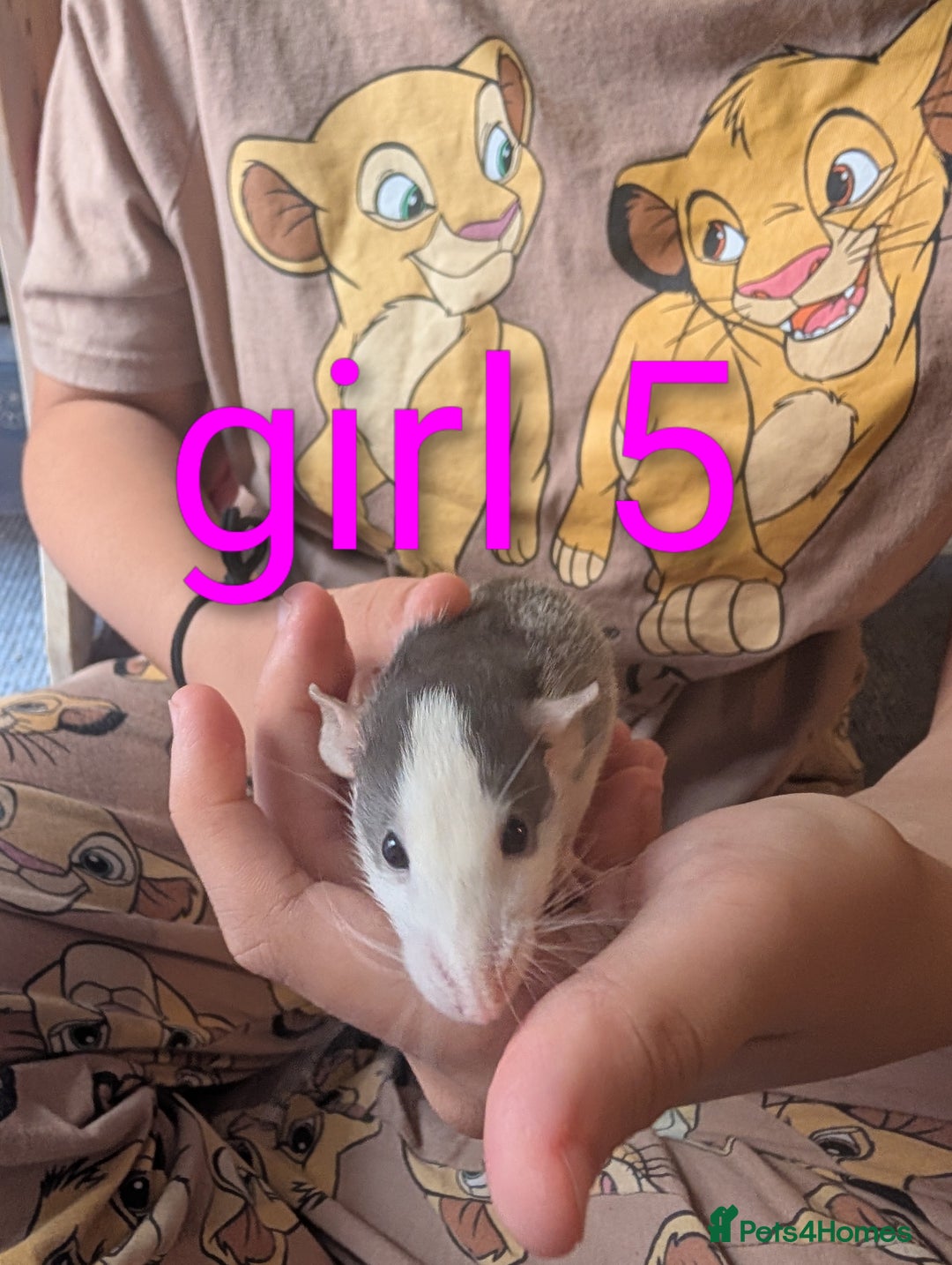 Rat rodents for sale: Adorable dumbo babies  - Image 14