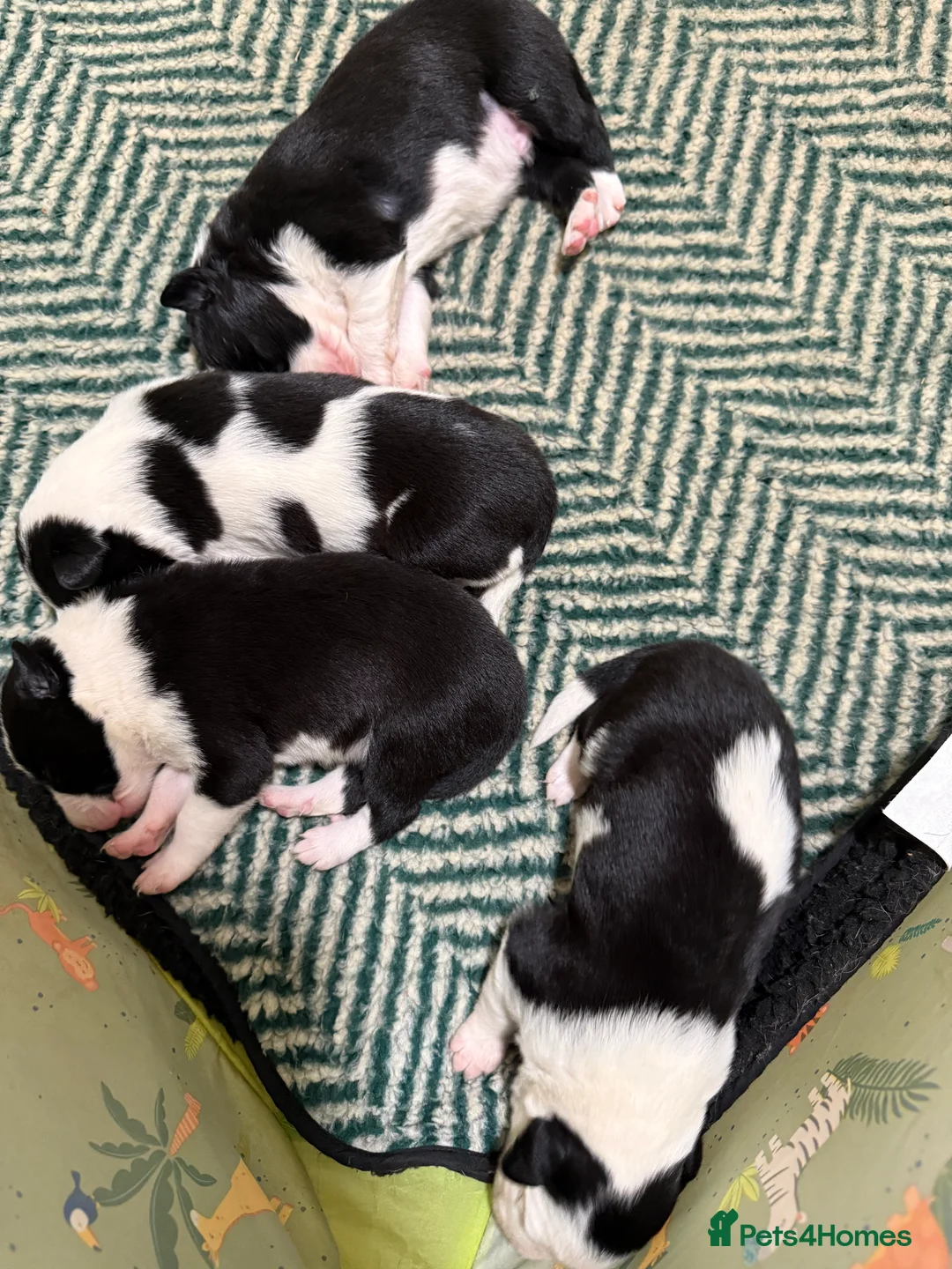 Border Collie dogs for sale: Border collie puppies seeking working/active homes - Advert 8