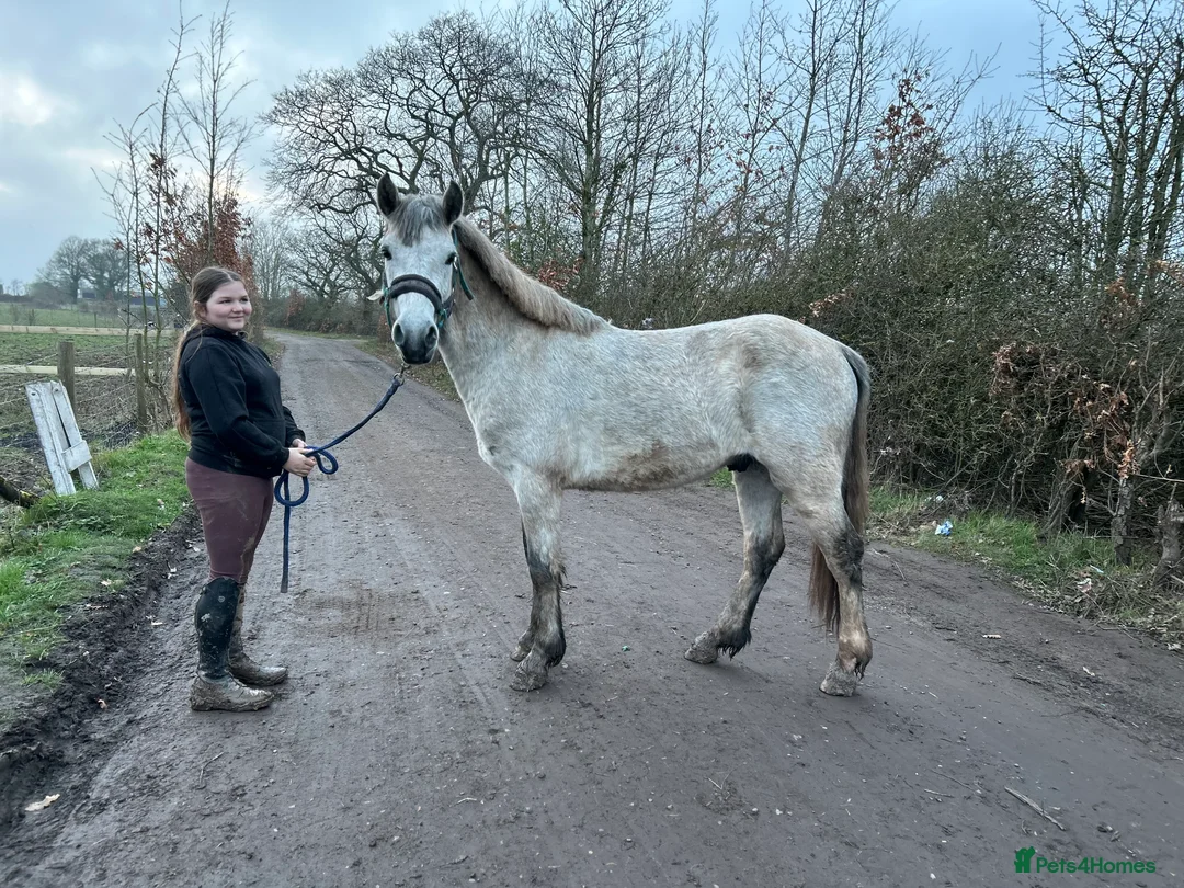 Connemara horses for sale: Reg Connemara gelding  - Advert 2