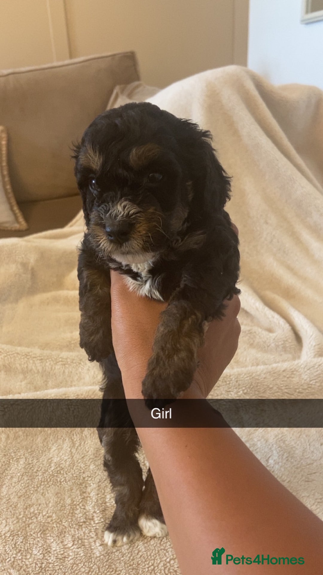 Cockapoo dogs for sale: Beautiful cockapoos for sale  - Image 4