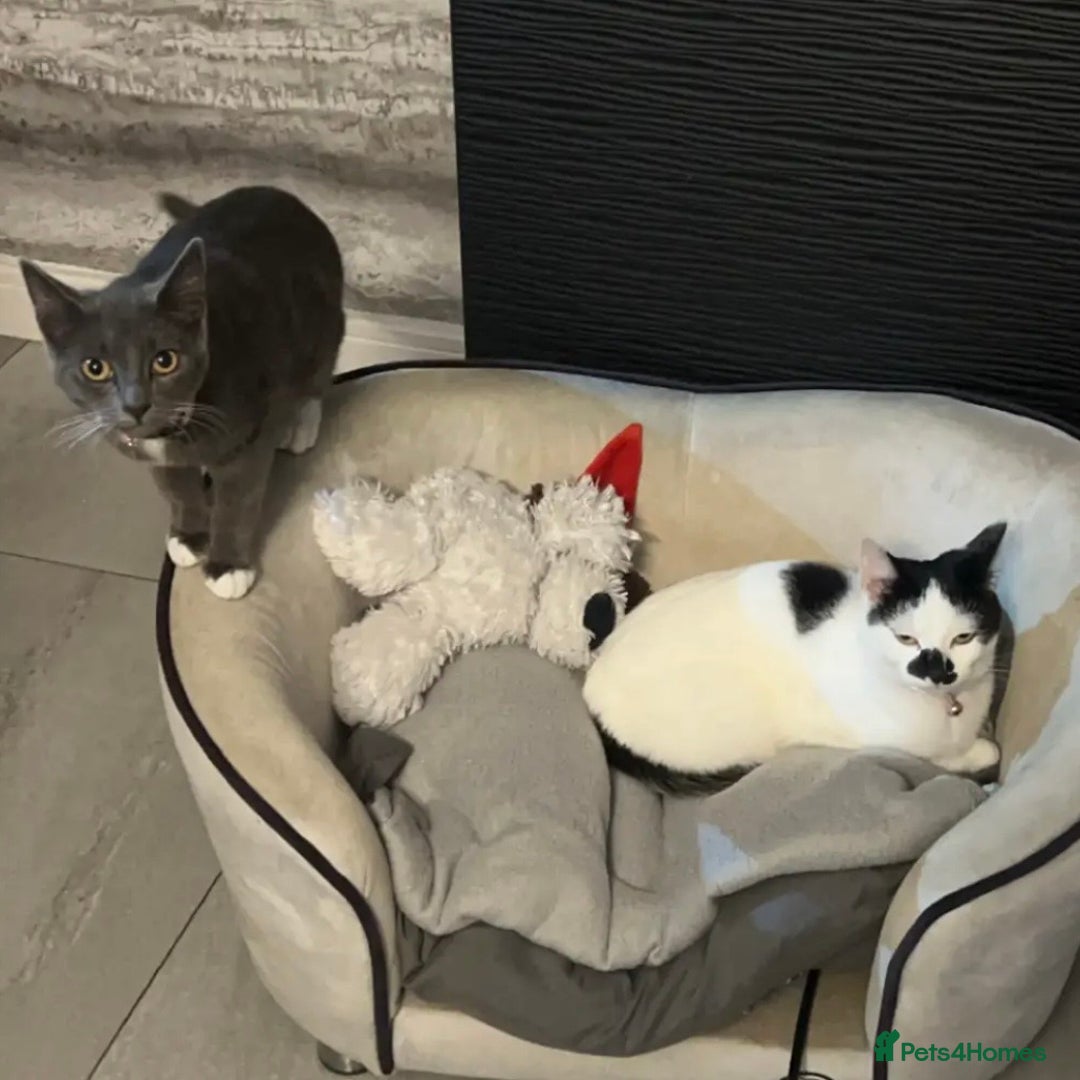 Domestic Shorthair cats for sale: Two female cats  - Advert 7