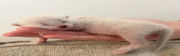 Bengal cats for sale: GORGEOUS BENGAL GIRL KITTENS  - Advert 16