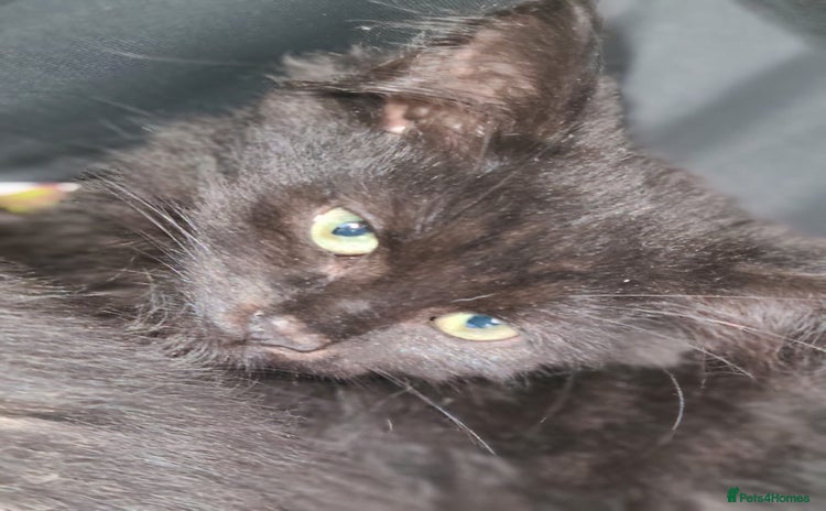 Mixed Breed cats - Advert 16