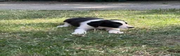 Border Collie dogs for sale: Border collie puppies  - Advert 10