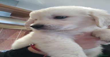 Golden Retriever dogs LAST BOY 1100 . 🐾Pure Golden retrievers puppy🐾 - Advert 9