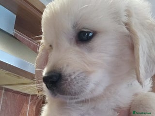 Golden Retriever dogs LAST BOY 🐾Pure Golden retrievers puppy🐾 - Advert 1