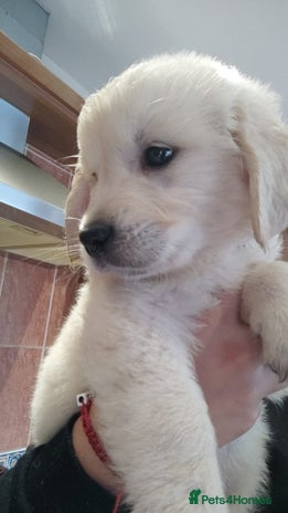 Golden Retriever dogs LAST BOY 🐾Pure Golden retrievers puppy🐾 - Advert 1