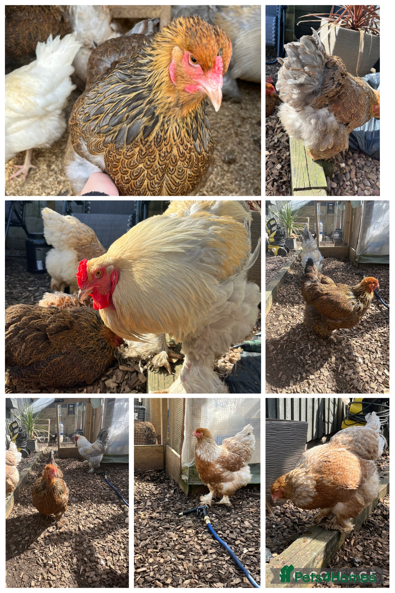 Mixed Breed poultry Chicks,Brahma, silkie, cross, polish  - Advert 7