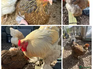 Mixed Breed poultry Chicks,Brahma, silkie, cross, polish - Advert 7