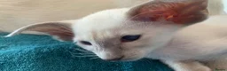 Oriental cats for sale: Stunning GCCF Reg. Lilac Point Siamese Boys - Advert 2