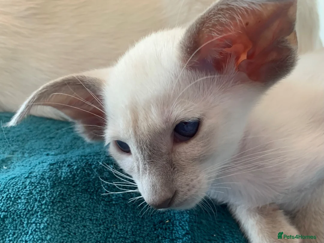 Oriental cats for sale: Stunning GCCF Reg. Lilac Point Siamese Boys - Advert 2