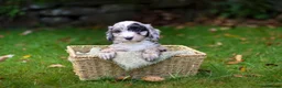 Cockapoo dogs for sale: F1 Cockapoos available 🐶 in Neath - Advert 3