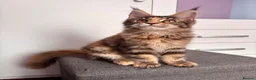 Maine Coon cats for sale: ✨Last Pure Bred Maine Coon Kitten Available  - Advert 11