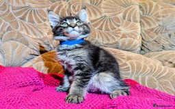 Maine Coon cats for sale: 🐾 Giant GCCF Maine Coon Kitties Champion Lines - Image 6