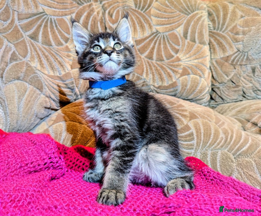Maine Coon cats for sale: 🐾 Giant GCCF Maine Coon Kitties Champion Lines - Image 6