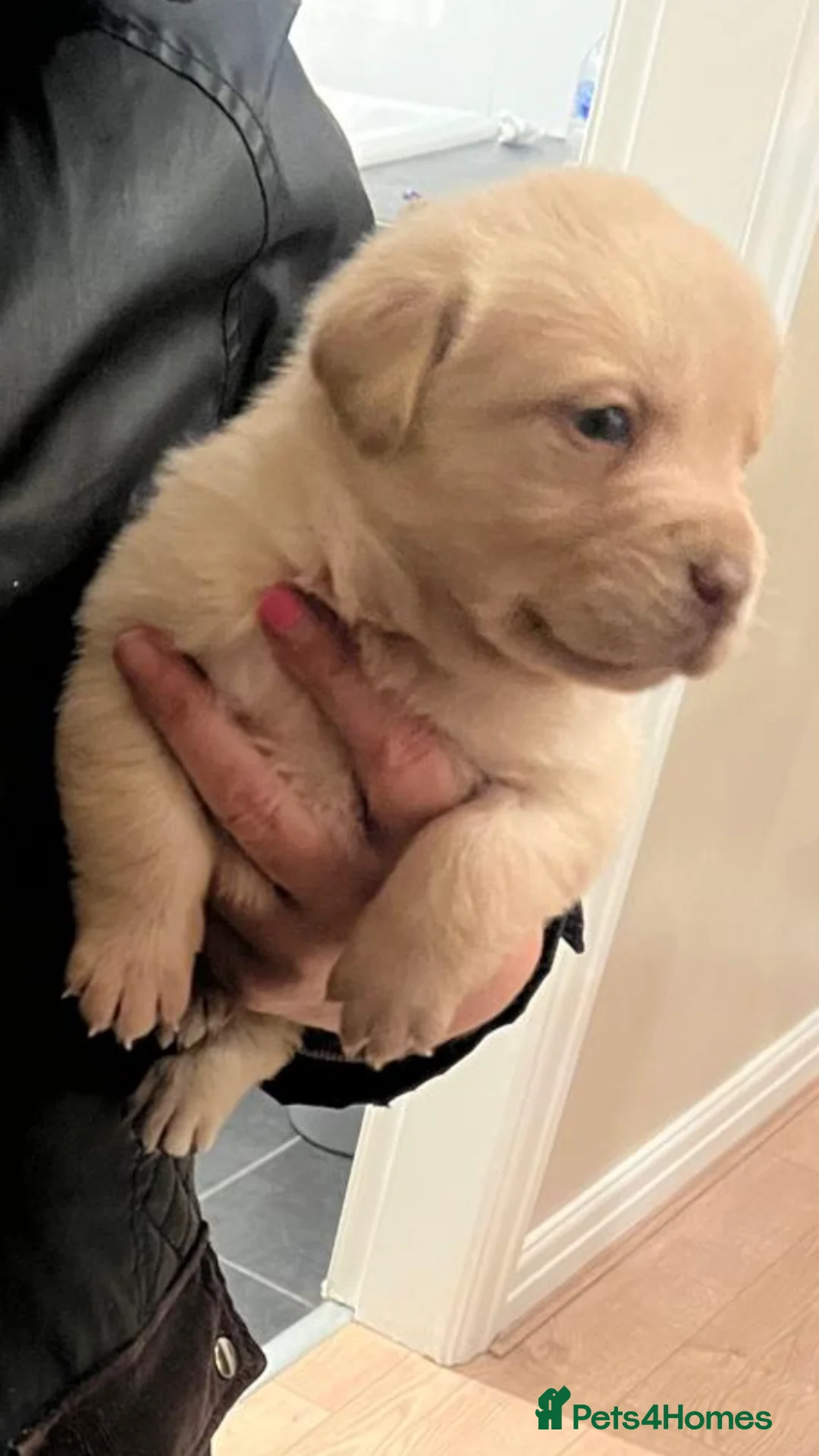 Labrador Retriever dogs for sale: Labrador PUPPIES  - Advert 2