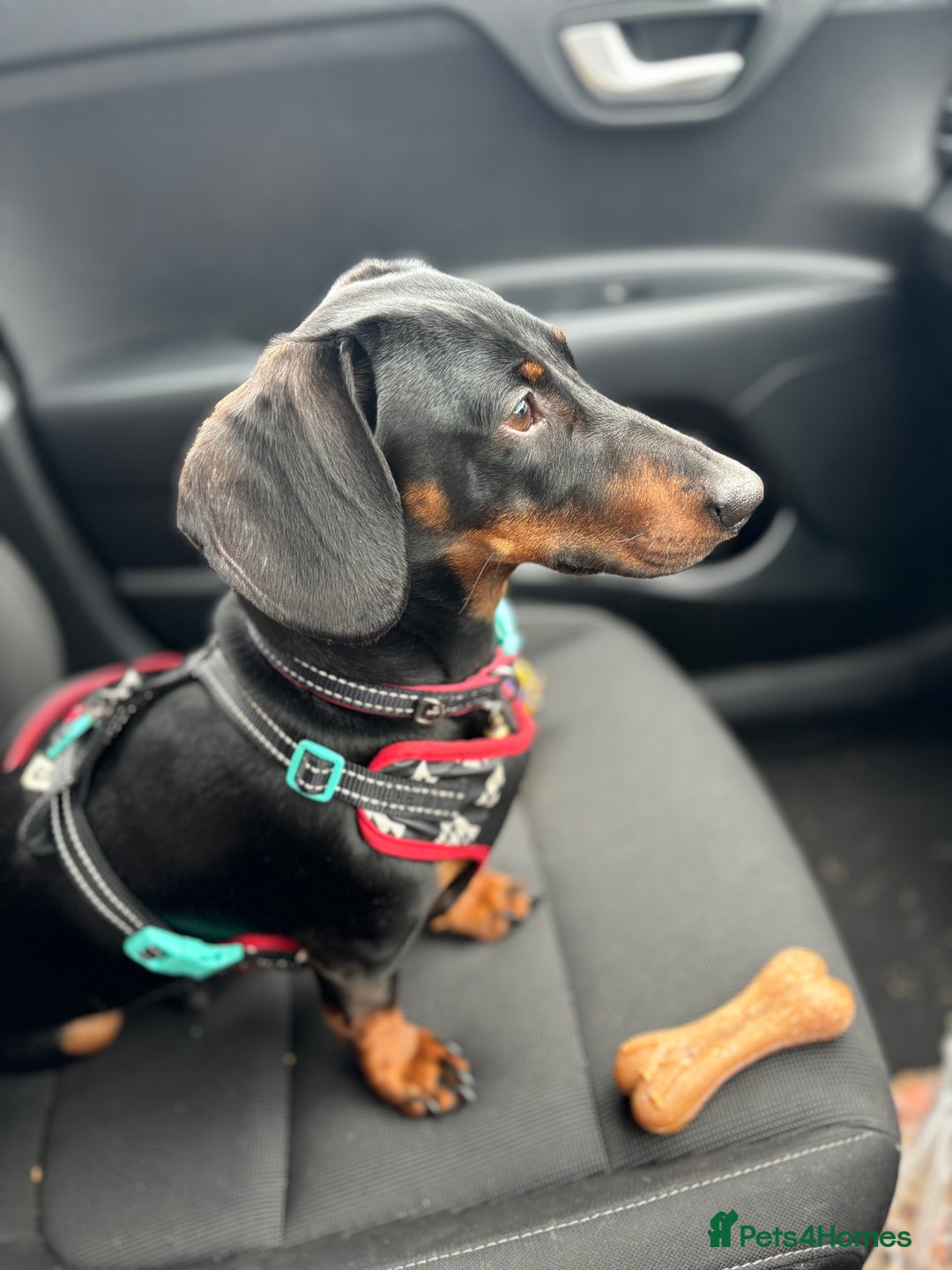 Dachshund dogs for sale: Dachshund Black and Tan male - Slinky - Advert 8