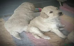 Standard Poodle dogs for sale: KC Standard Poodle Pups - Image 4