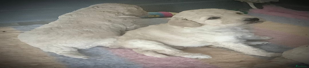 Standard Poodle Puppy 2