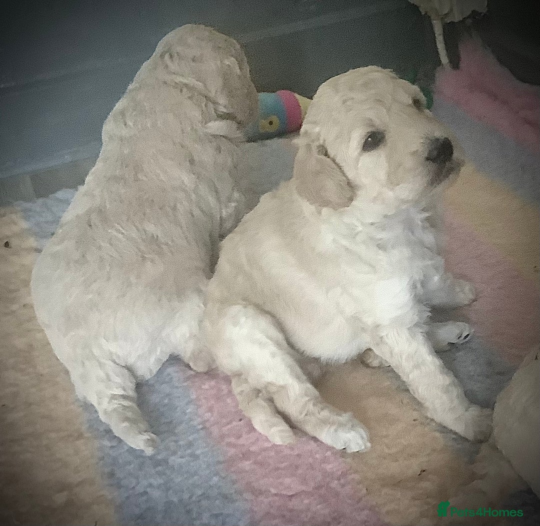 Standard Poodle dogs for sale: KC Standard Poodle Pups - Image 4