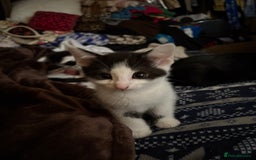 Mixed Breed cats for sale: Mixed kittens  - Image 27